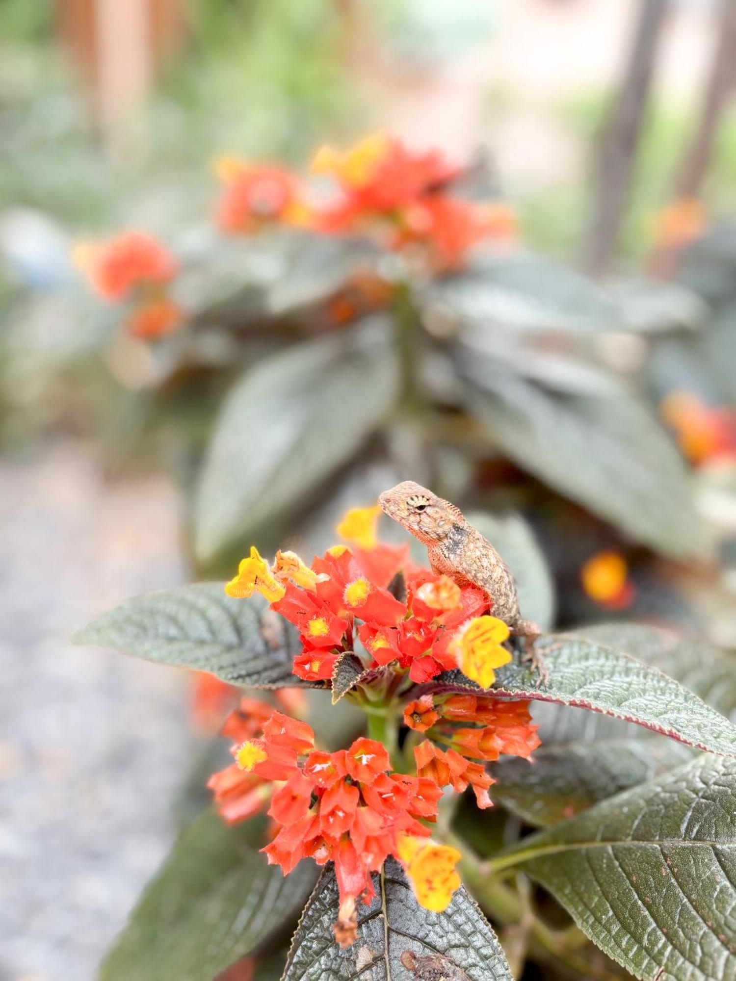 Bed and Breakfast Les Fleurs House Khao Lak Esterno foto