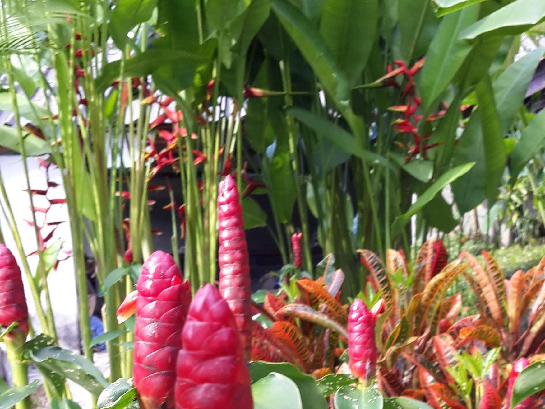 Bed and Breakfast Les Fleurs House Khao Lak Esterno foto